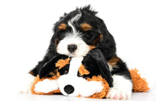 Load image into Gallery viewer, Swissridge Scent Puppy