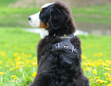 Load image into Gallery viewer, Swissridge Ultimate Harness