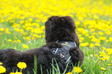 Load image into Gallery viewer, Swissridge Ultimate Harness