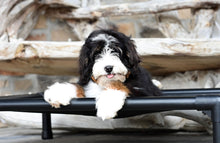 Load image into Gallery viewer, Swissridge Canine Placemat