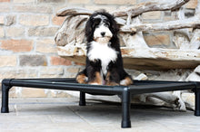Load image into Gallery viewer, Swissridge Canine Placemat