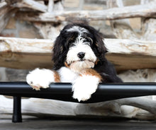 Load image into Gallery viewer, Swissridge Canine Placemat