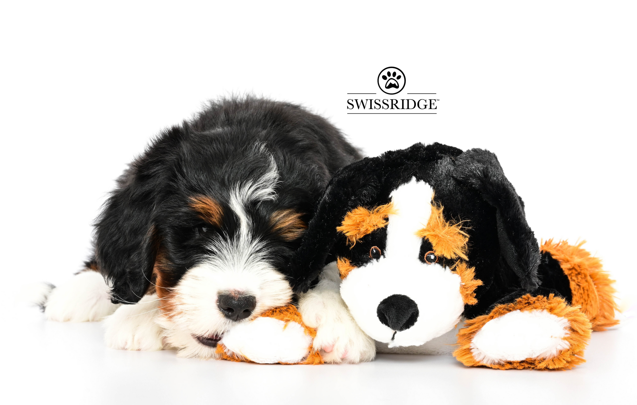 Swiss mountain dog stuffed animal hot sale